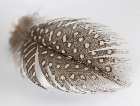 feathers with white spots.の写真素材