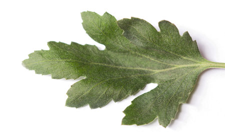 Green leaves on a white background.