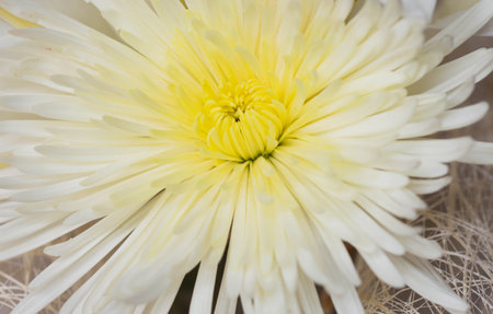 White flowers near the edges blur.の写真素材