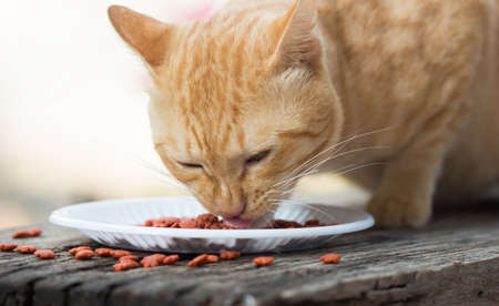 Red cat eating dry food on a wooden floor.の写真素材