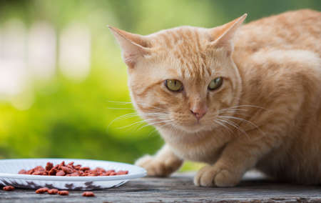 Red Cat  with dish dry food on a wooden floor.の写真素材