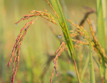 Thai black jasmine rice or Rice berry.の写真素材