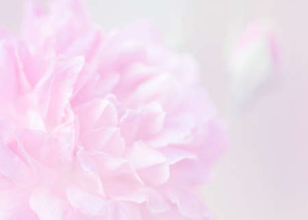 Rose soft pink blur background.の写真素材