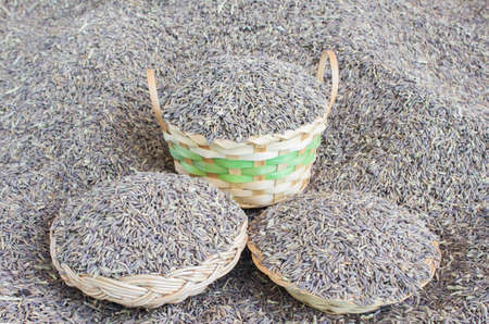 Paddy rice in basket ,Rice berryの写真素材