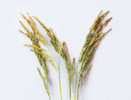 Rice on the white backgrounds.の写真素材