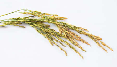 Rice on the white backgrounds.の写真素材