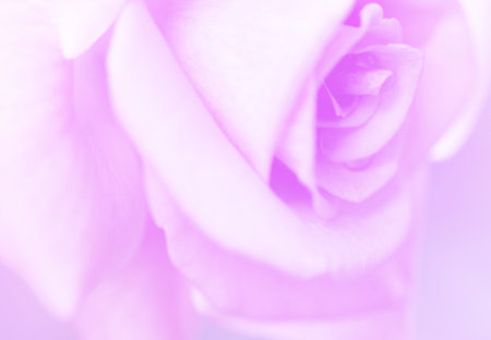 Rose soft pink blur background.の写真素材