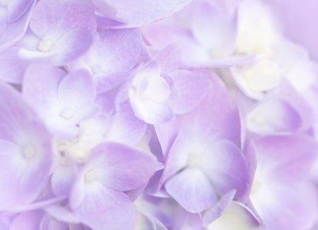 Hydrangea flowers soft colorful blur background.