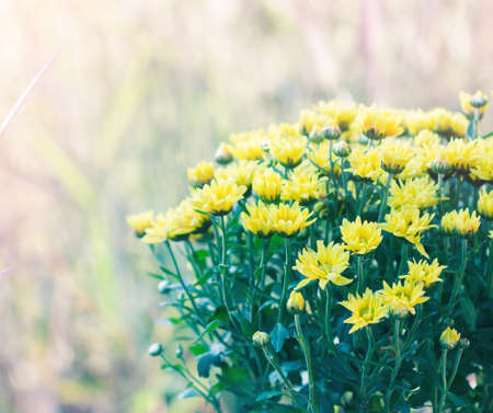 Chrysanthemum soft colorful blur background.の写真素材