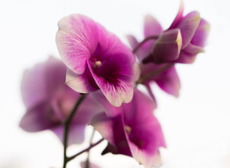 Orchid flowers blur on a white background.の写真素材