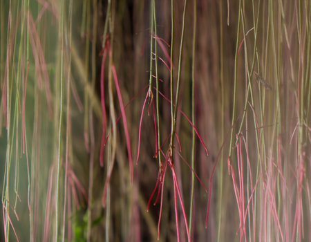 Grape lve or Javanese Treebine or Cissus nodoa Blume,blur background