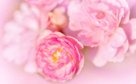 Rose soft pink blur background.の写真素材