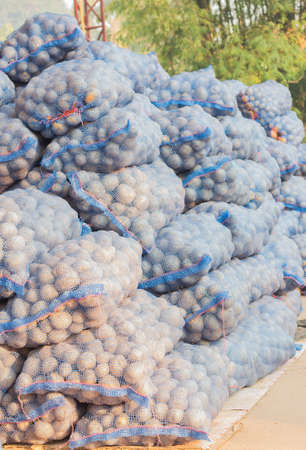 Stock potato prepared to sell.の写真素材