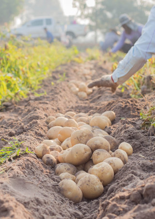 Fresh potatoes dug out of the ground on a farmの写真素材