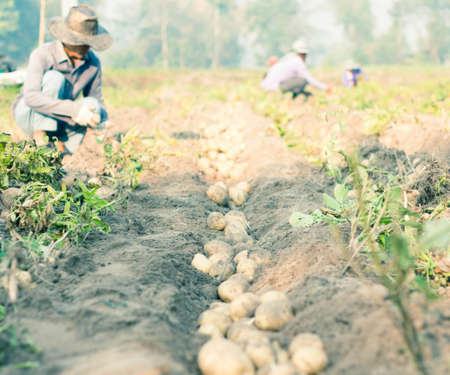 Fresh potatoes dug out of the ground on a farmの写真素材