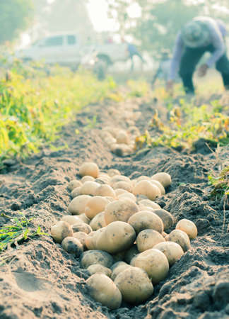 Fresh potatoes dug out of the ground on a farmの写真素材