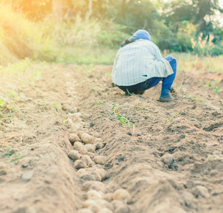 Fresh potatoes dug out of the ground on a farm.