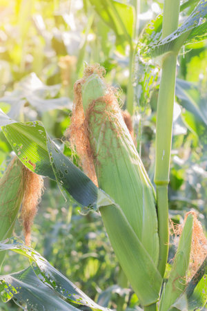 Fresh corn on the farm.