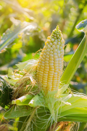 Fresh corn on the farm.