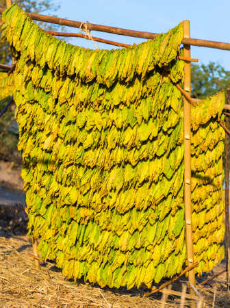 Tobacco leaves drying.の写真素材