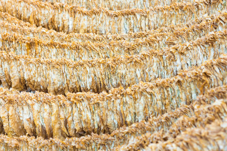 Tobacco leaves drying background.の写真素材