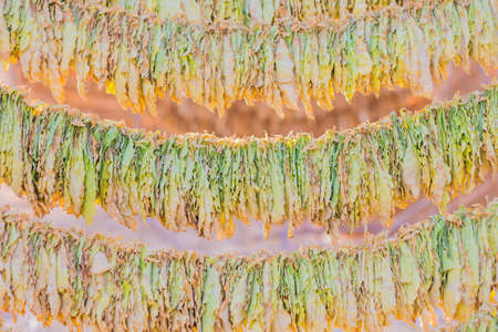 Tobacco leaves drying background.の写真素材