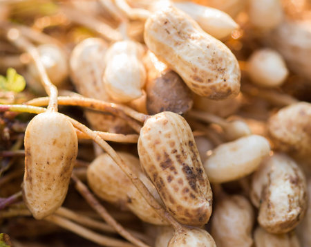 fresh peanuts plants with roots.