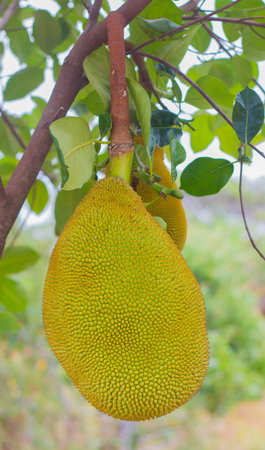 jackfruit at tree in orchard.