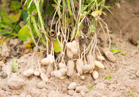 fresh peanuts plants with roots.の写真素材