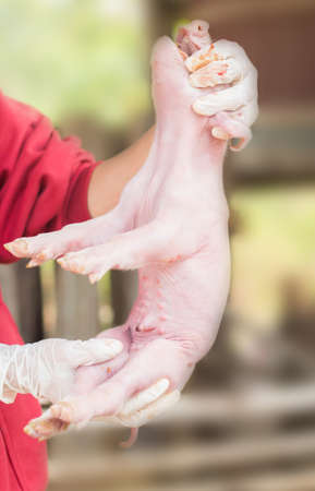 Prepare to inject pig.の写真素材