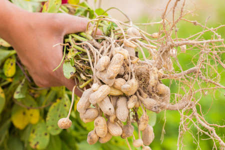 fresh peanuts plants with roots.の写真素材