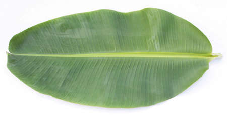 banana leaf on white backgroundの写真素材