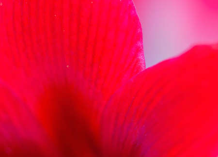 Red Lily , hippeastrum blur backgroundの写真素材