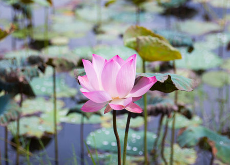 Lotus flower  blurred background.