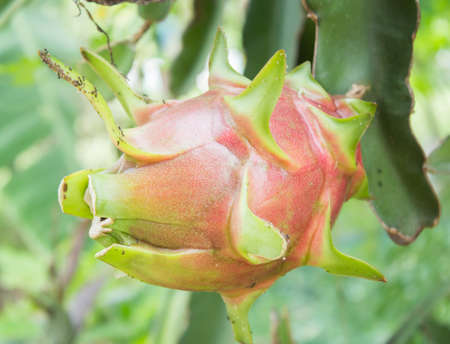 Dragon fruit in the gardenの写真素材