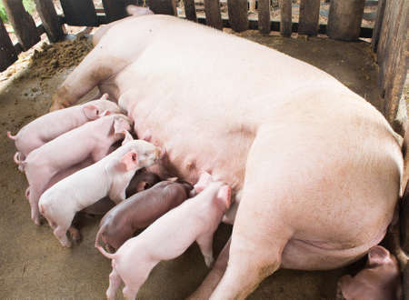 Pigs fed breast milkの写真素材