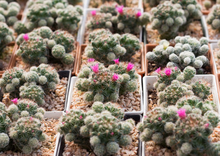Cactus background