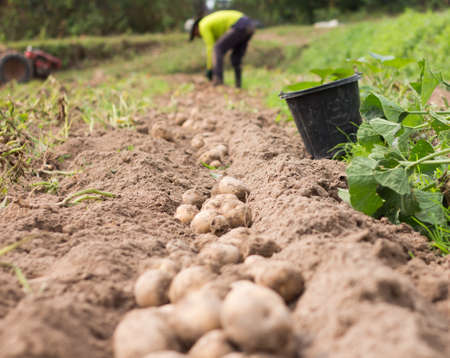 Freshly dug potatoes on a field.の写真素材