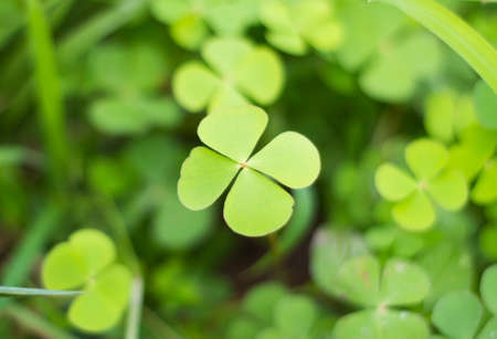 Green leaf clover.の写真素材