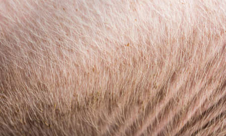 Typical pink pig skin.の写真素材