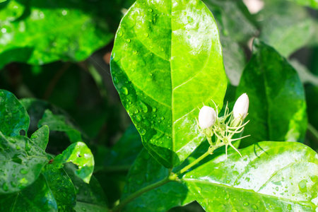 White jasmine flower in garden