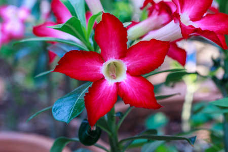 Impala lily flowerの写真素材