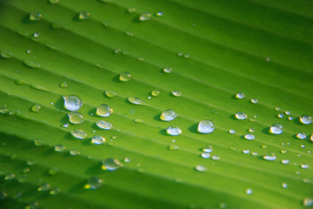 banana leaf with water drops after the rainの写真素材
