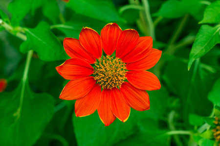 poorhouse flower