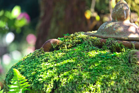 moss on pot decoration of gardening woodenの写真素材