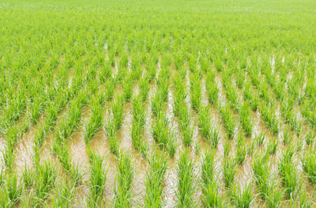 rice in field backgroundの写真素材