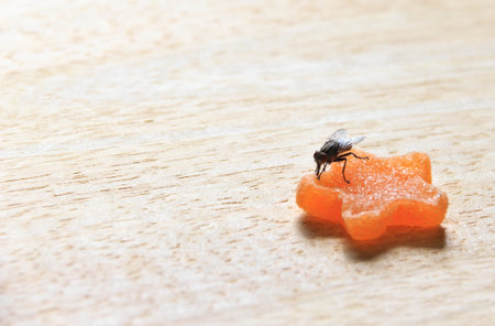 Fly on a Jelly close-upの写真素材