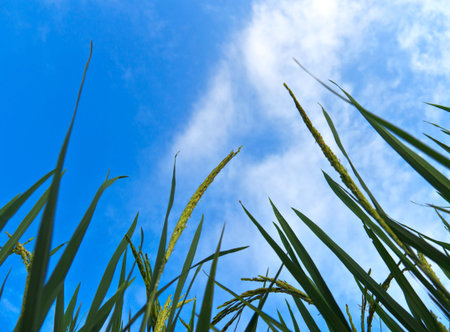 rice fields and the blue sky background
