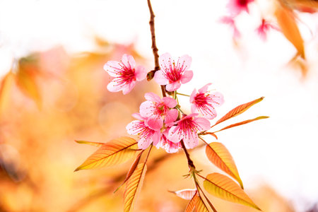Pink flowers in thailand, Prunus cerasoides,  Rosaceae, Prunus, Wild himalayan cherry in thailand