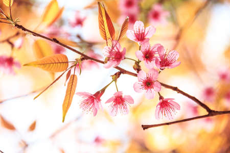 Pink flowers in thailand, Prunus cerasoides,  Rosaceae, Prunus, Wild himalayan cherry in thailandの写真素材